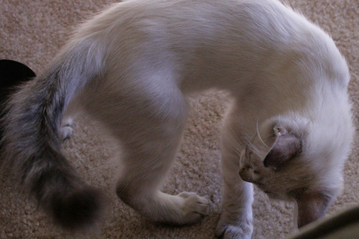 Video: Kitten Tail Pacifier
