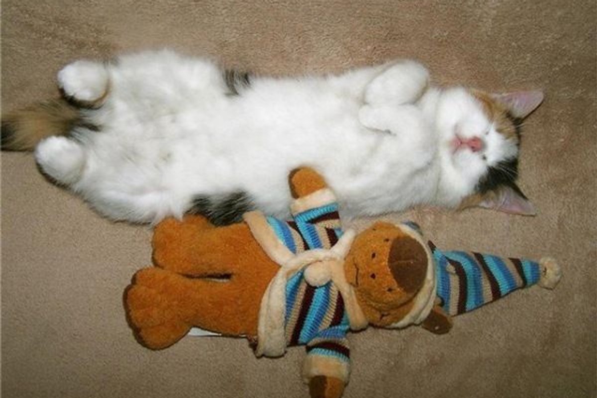 Today’s Featured Kitten Photo