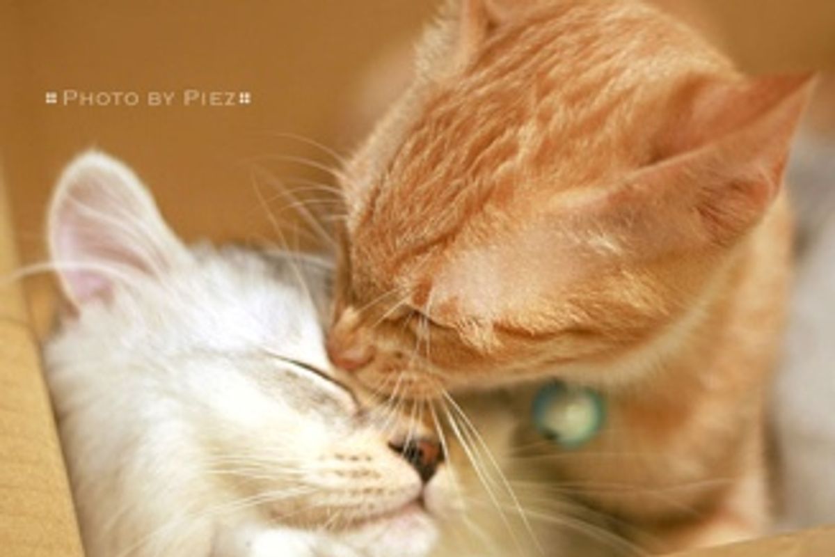 The Cat Kiss