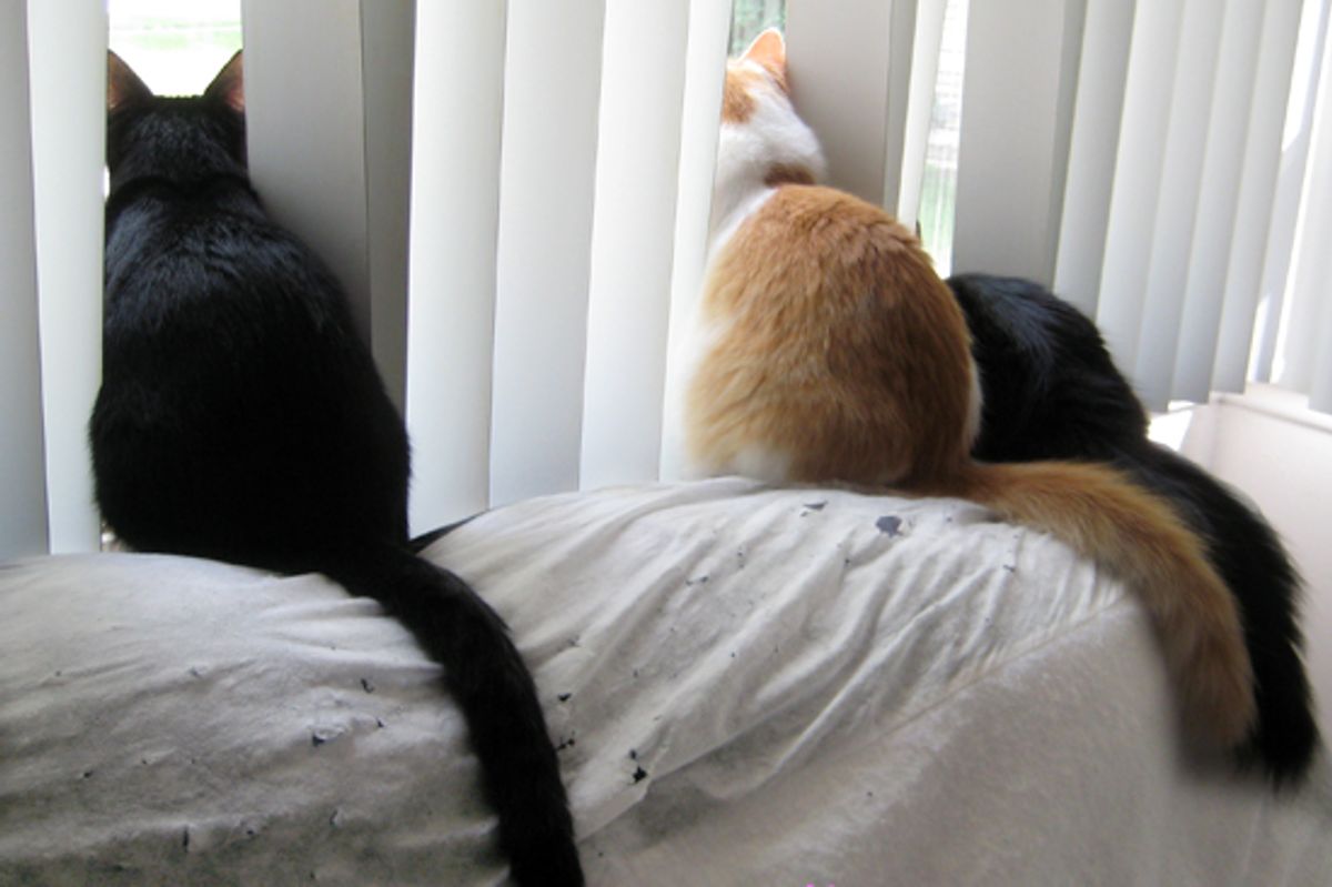 Cats' Favorite Pastime: Bird TV