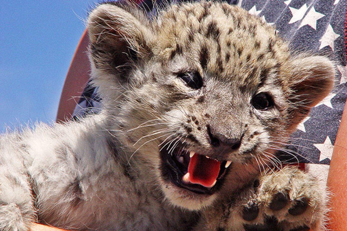 Number of Snow Leopards is Dwindling