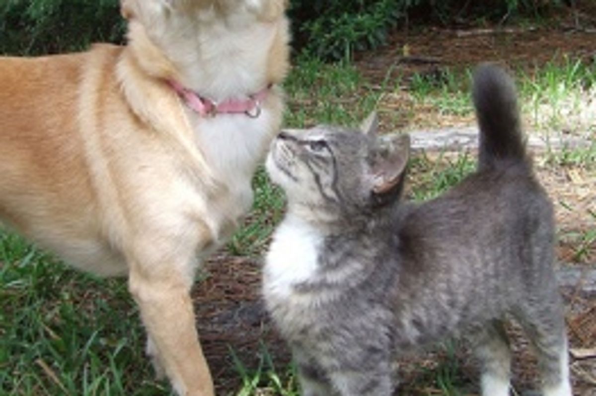 Lost Fido Gets Found, Missing Tabby Stays Lost