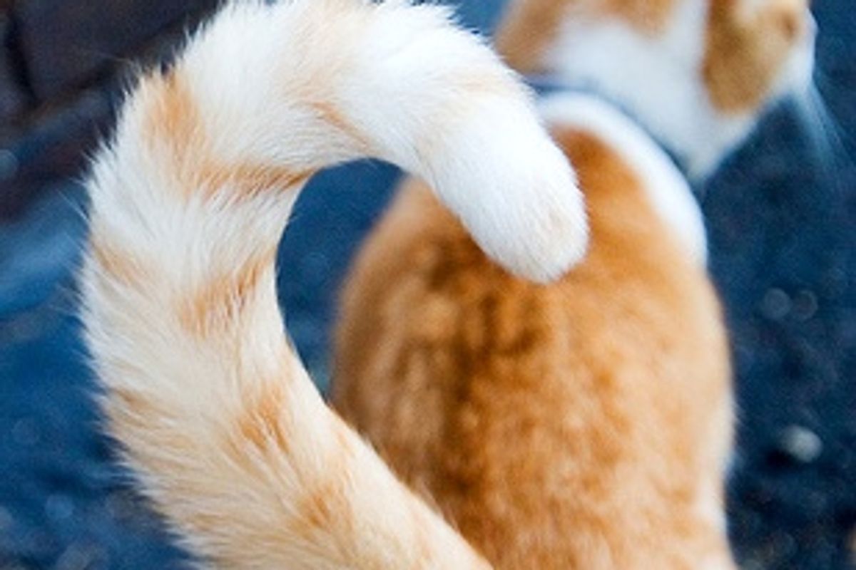 Cats And Feline Diabetes