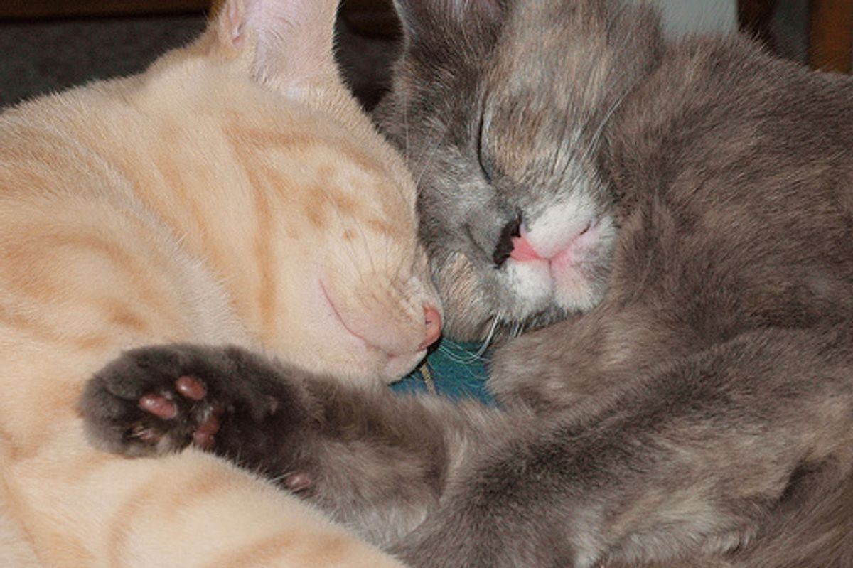 Video: Kitten LOVES Broccoli