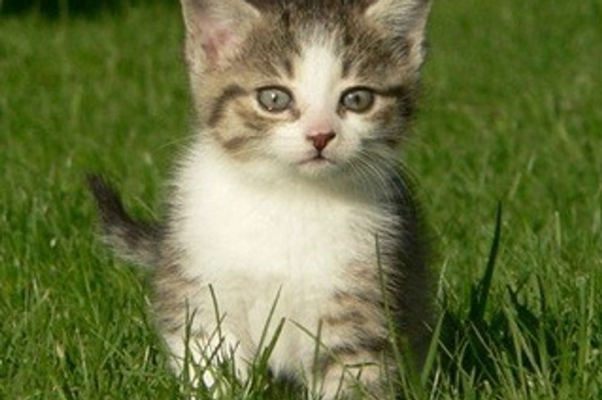 Heartworm Treatment for Cats