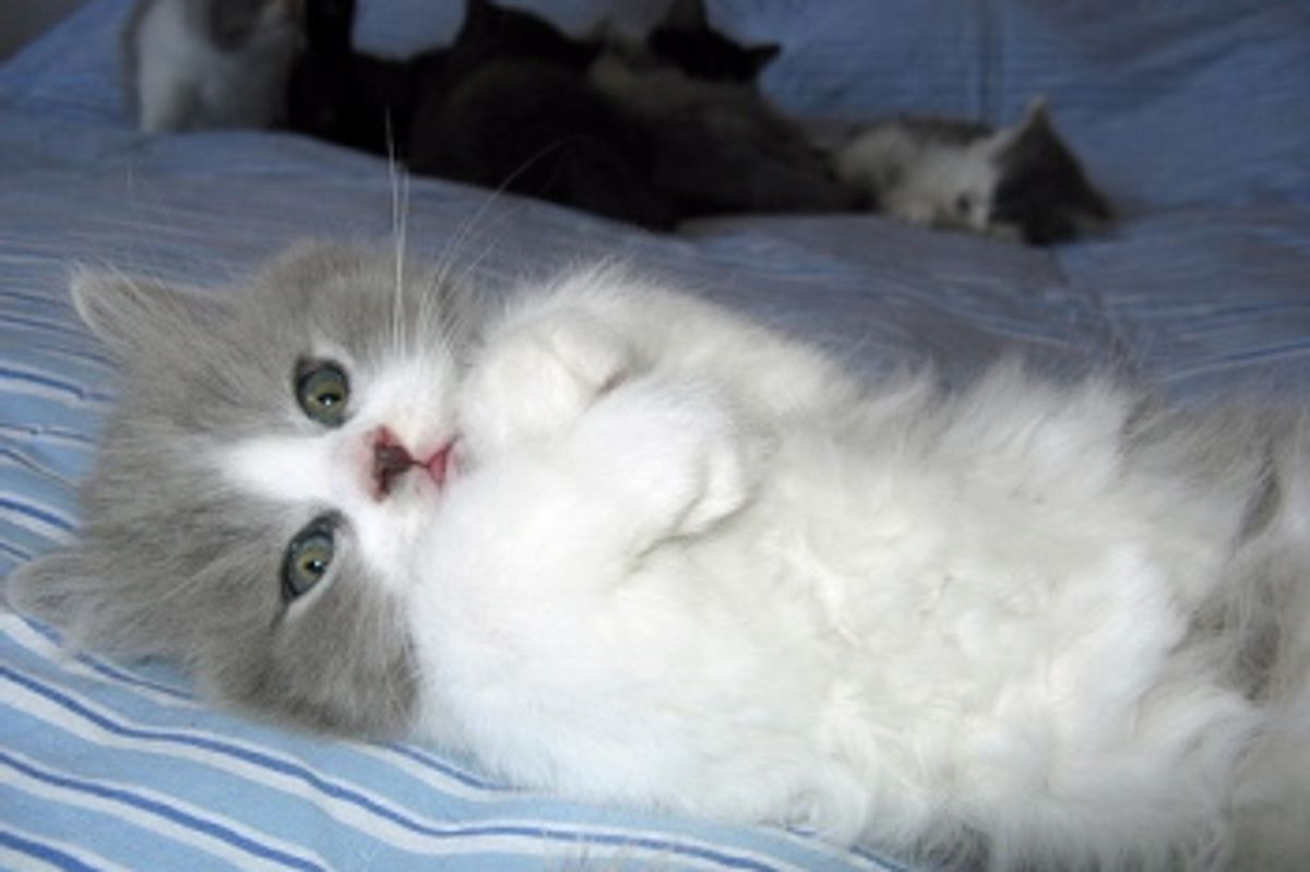 The Problem with Cat Food Today