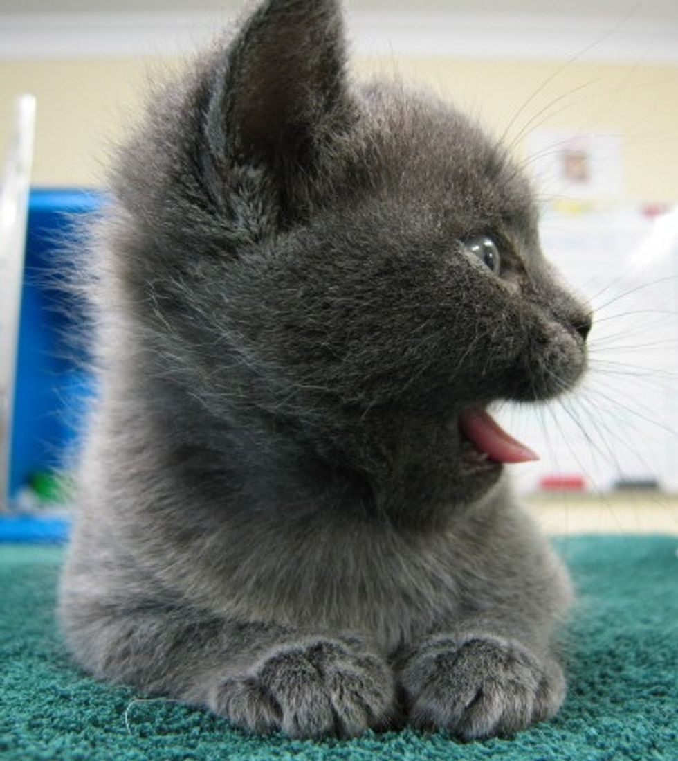 Yum Yum Kitten Video