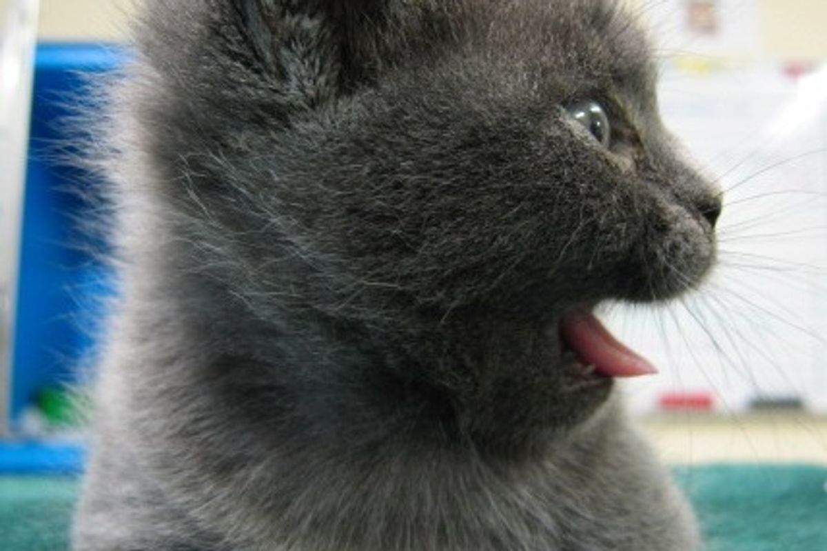 Yum Yum Kitten Video