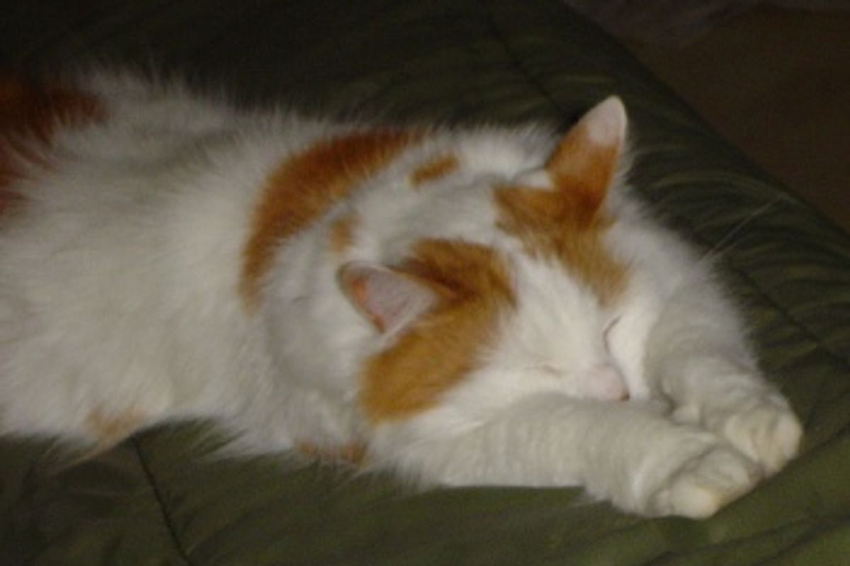 Turkish Van