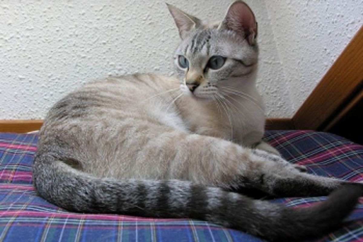 What Illnesses Does Your Cat's Vaccinations Cover?