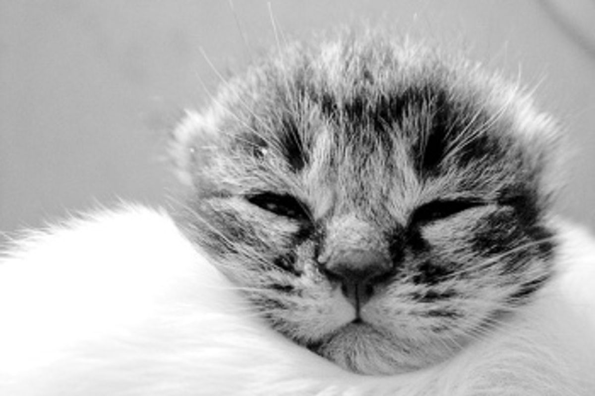 Feature Your Cat Story!