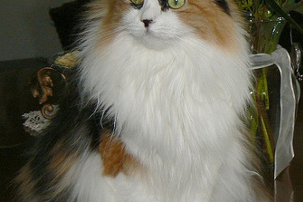 Grooming Your Cat Is Important