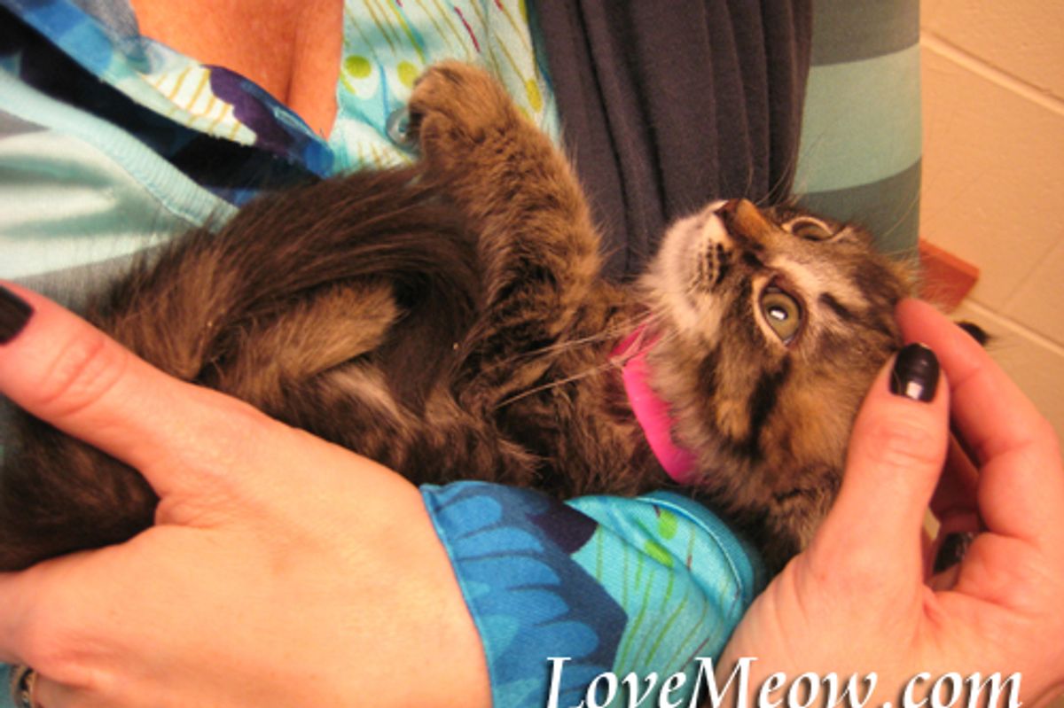 Cats I met at the Animal Shelter