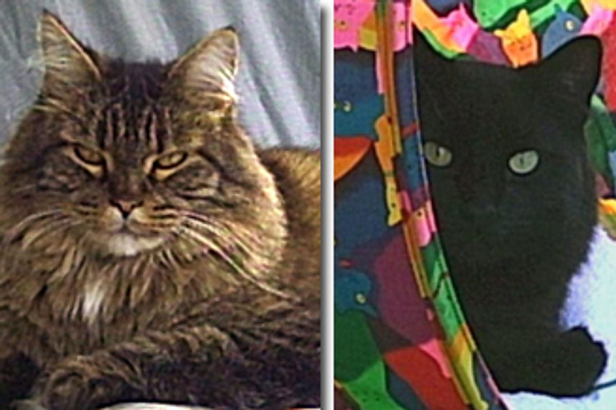 Your Featured Cat Stories