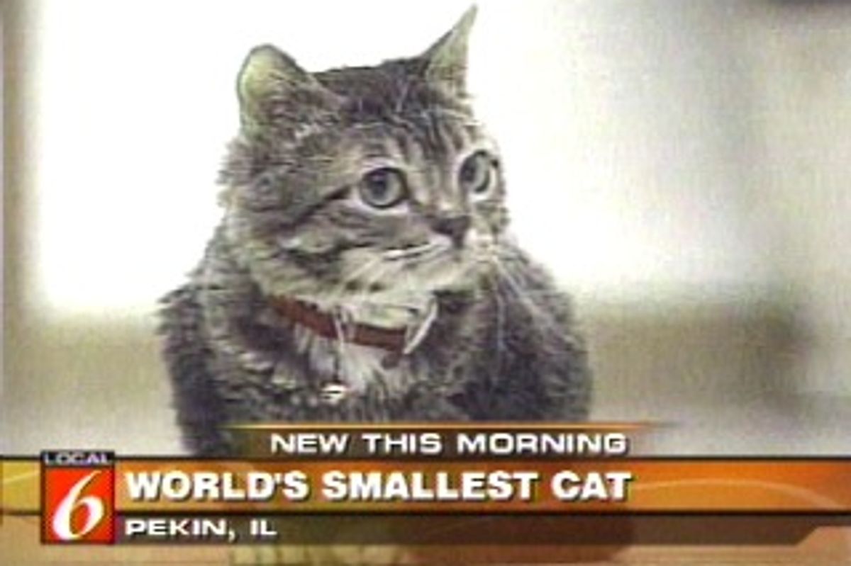 World's Smallest Cats