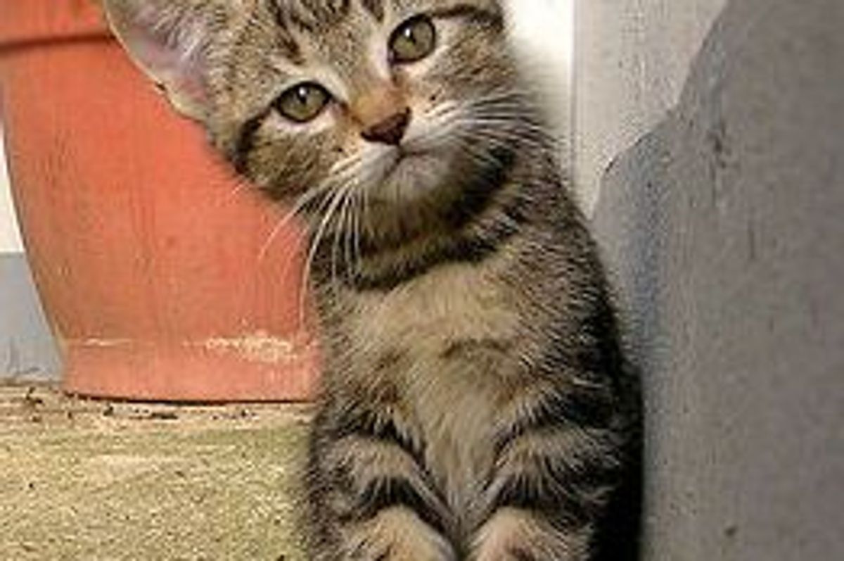 Curing Bad Cat Breath