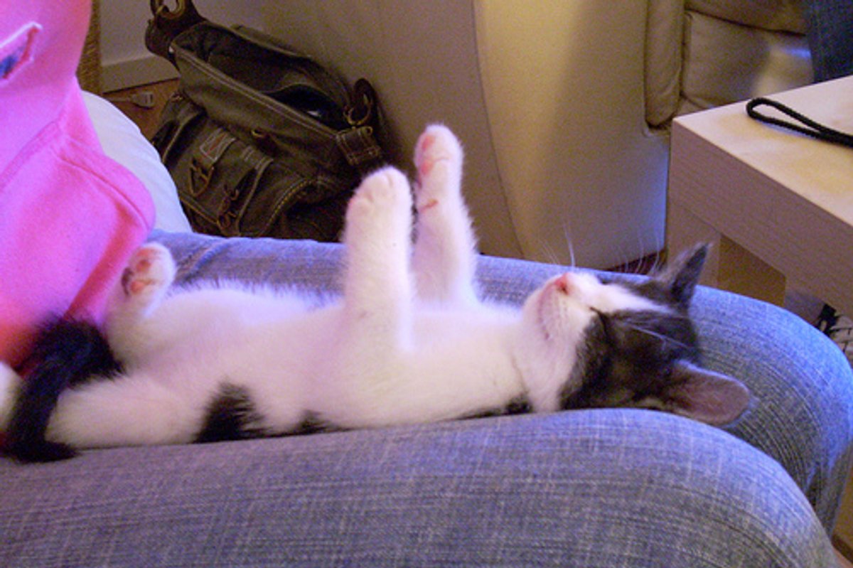 Video: Kitten Playing Dead