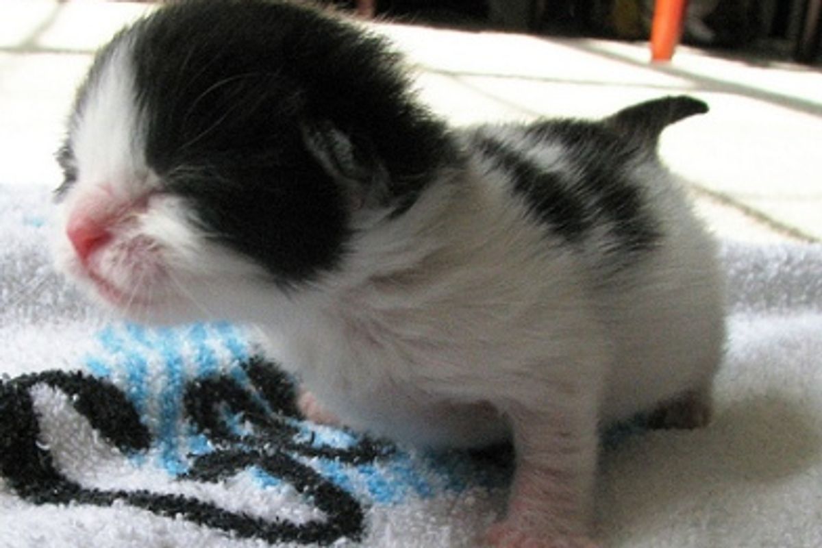 Suckling Behavior in Kittens