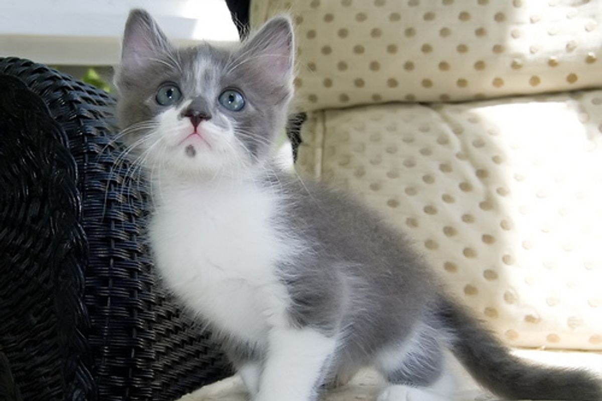 Quiz: How Well Do You Know Your Cats?