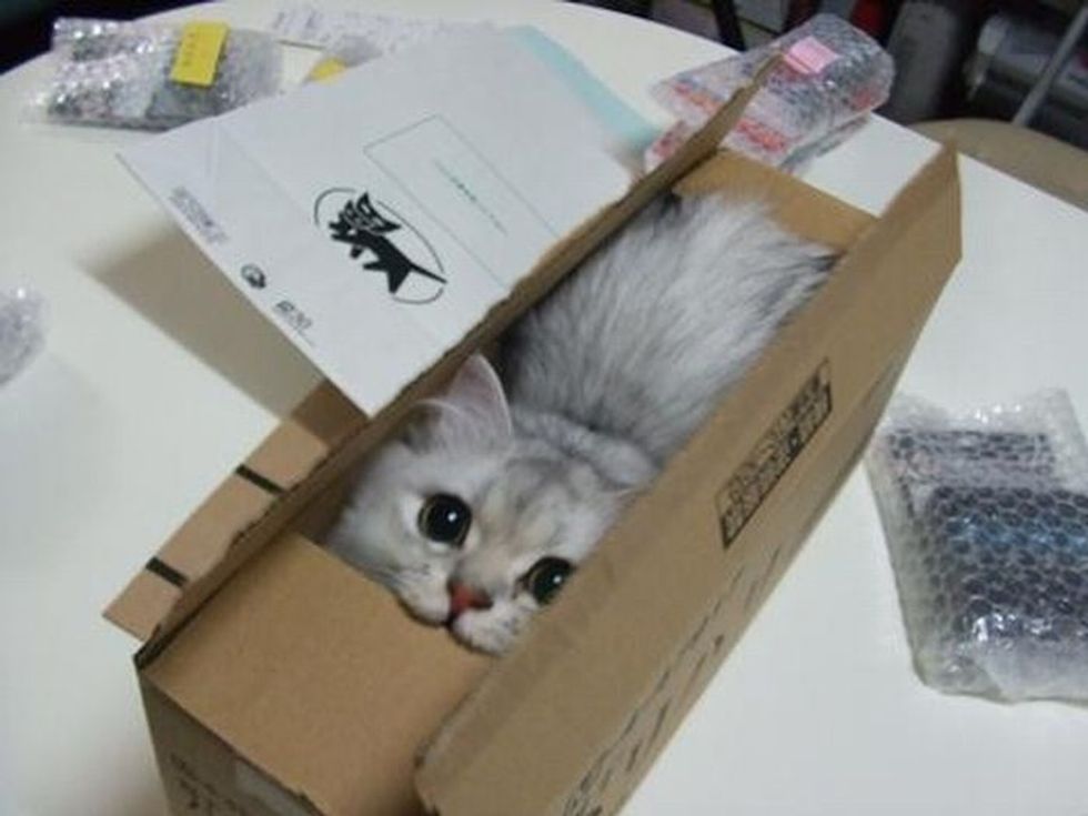 Kitten Picture of the Week