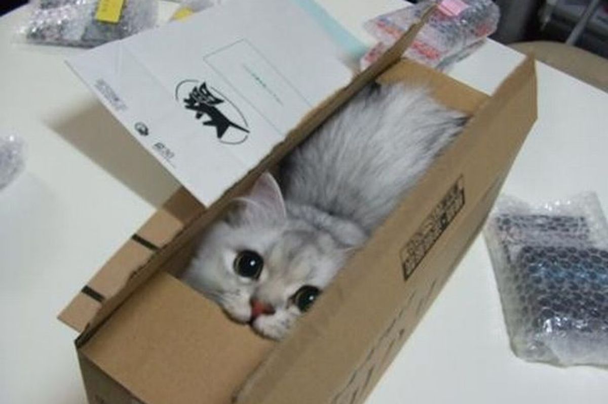 Kitten Picture of the Week