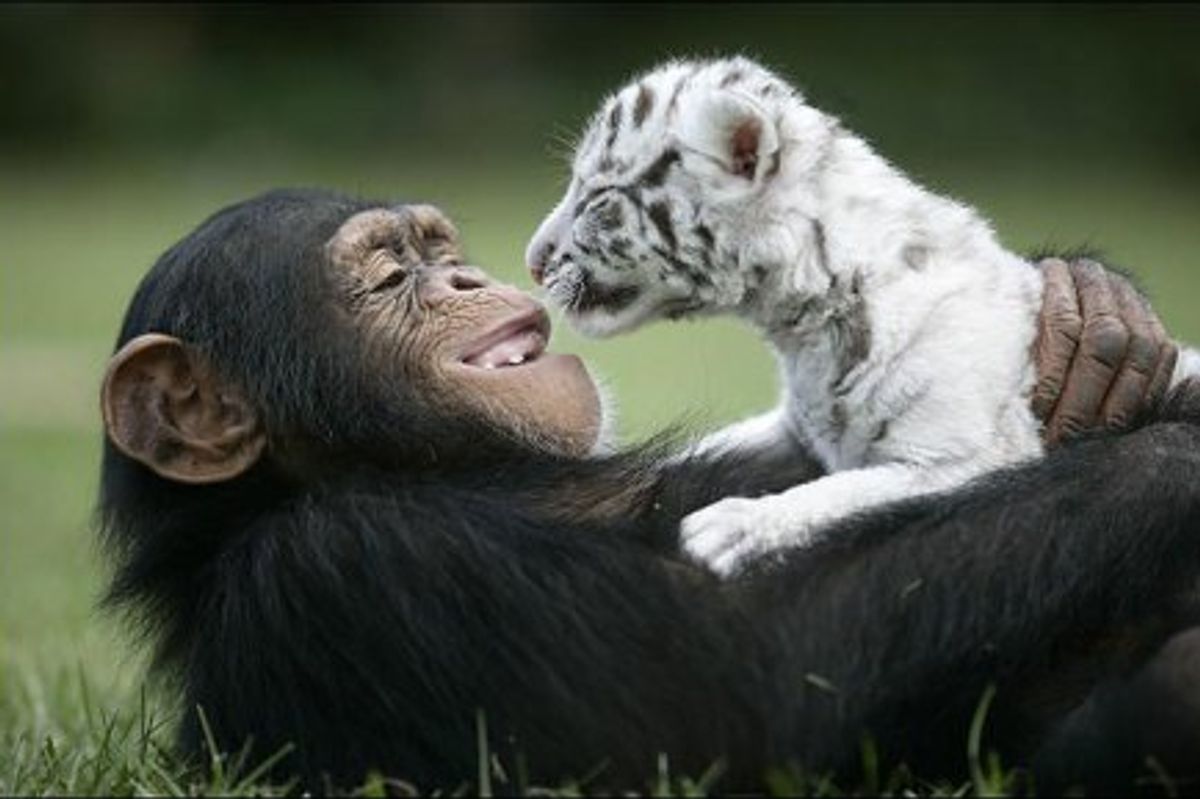 Anjana Chimp Raising Baby White Tigers
