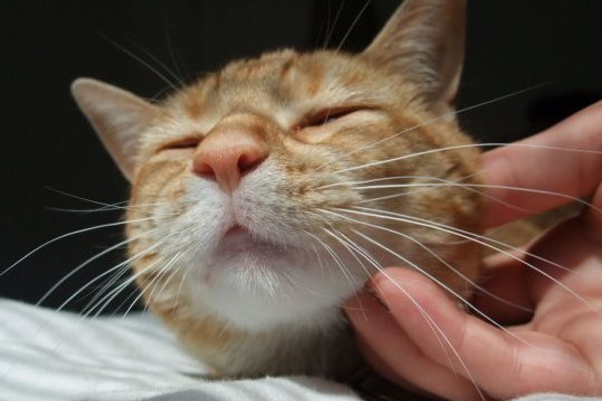 Kitten of the Day Photo
