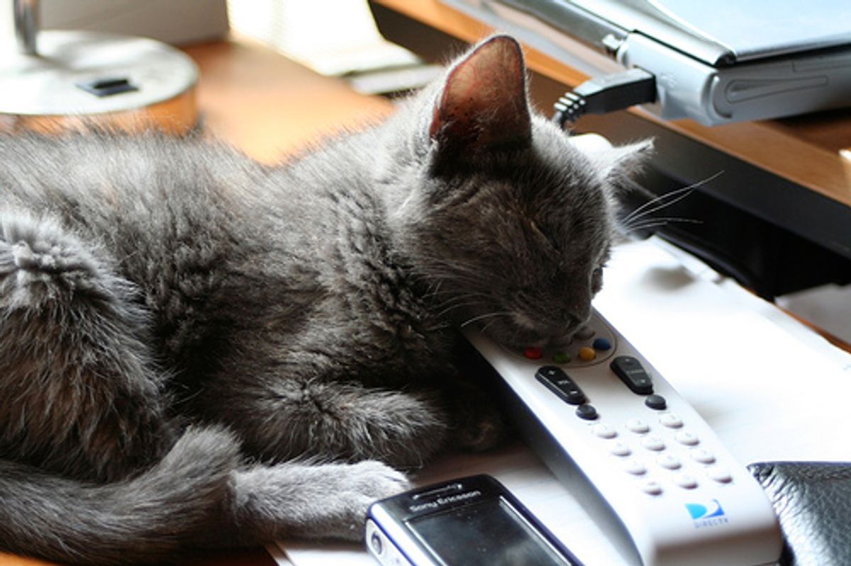 Smoka, Miracle Cat Survives Blaze & Fire Debris