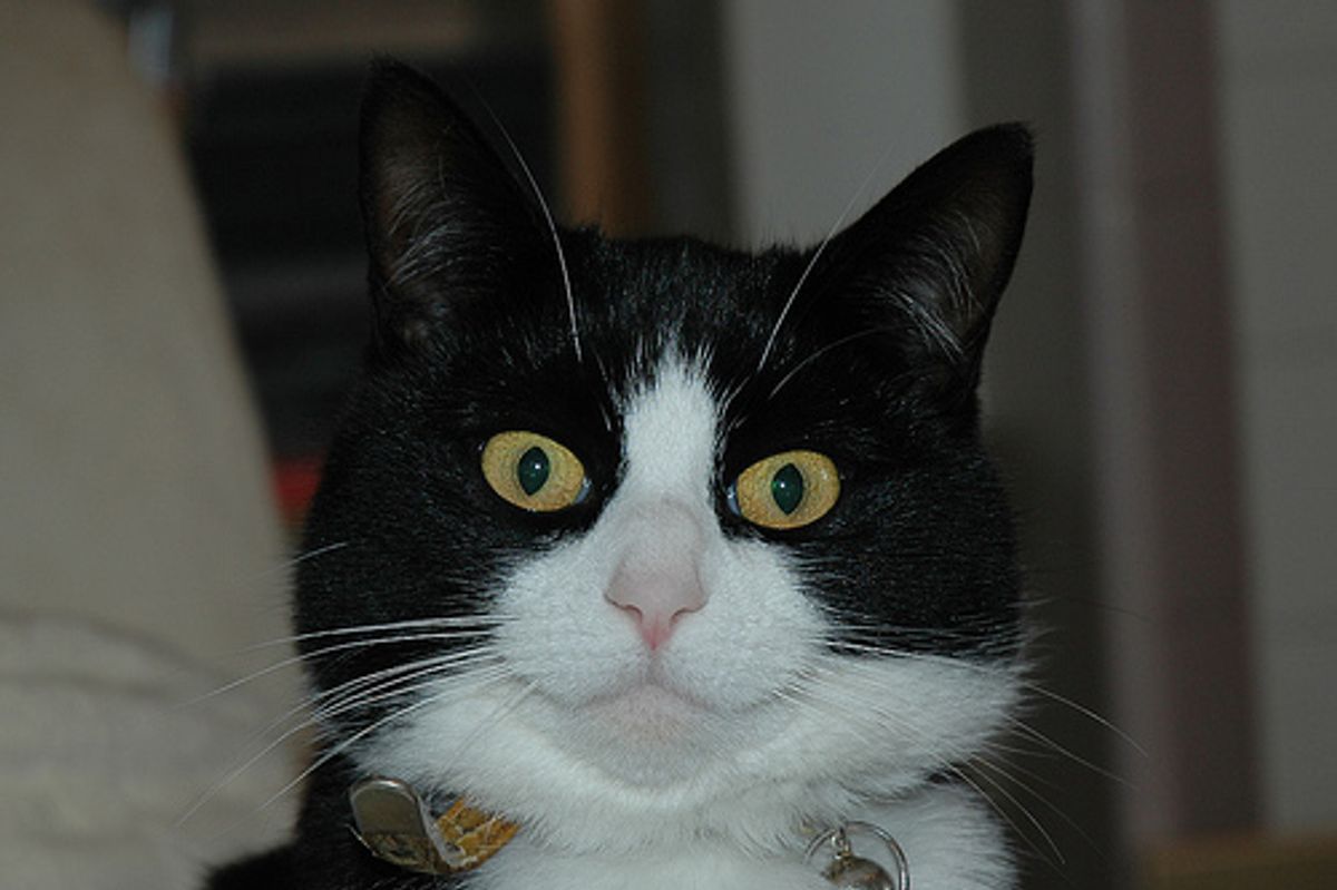 Cat Steals Food from Another Cat