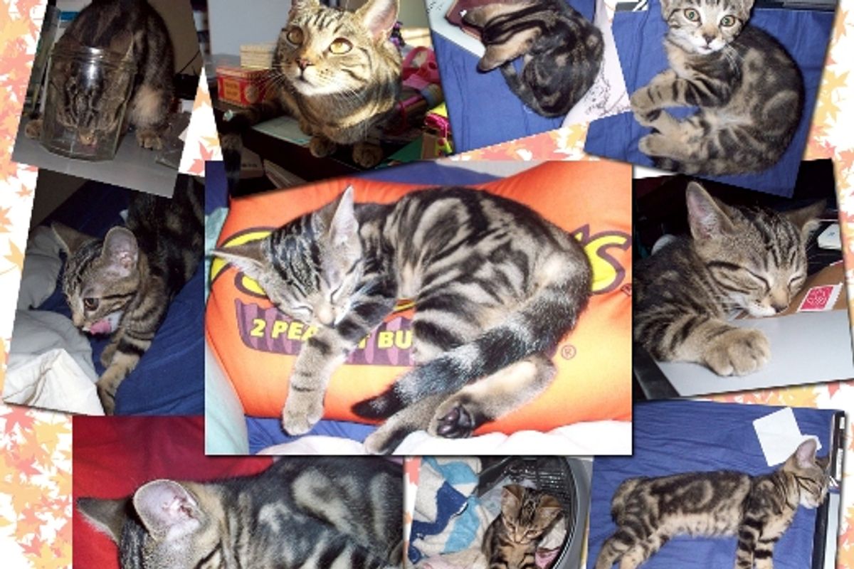 Cat Photo of the Day