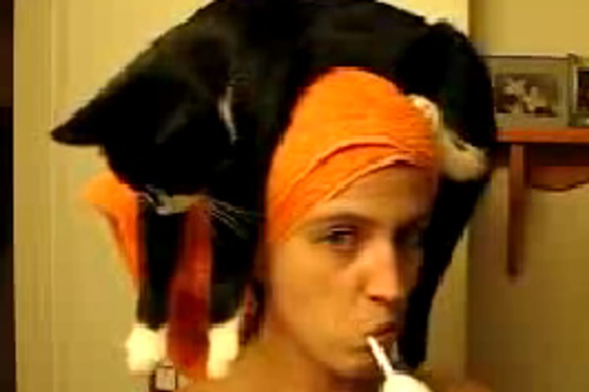 Video: Human Cat Perch