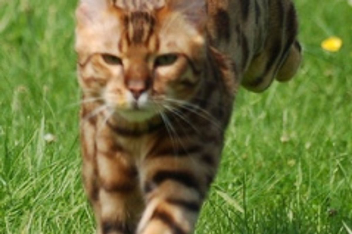 Bengal