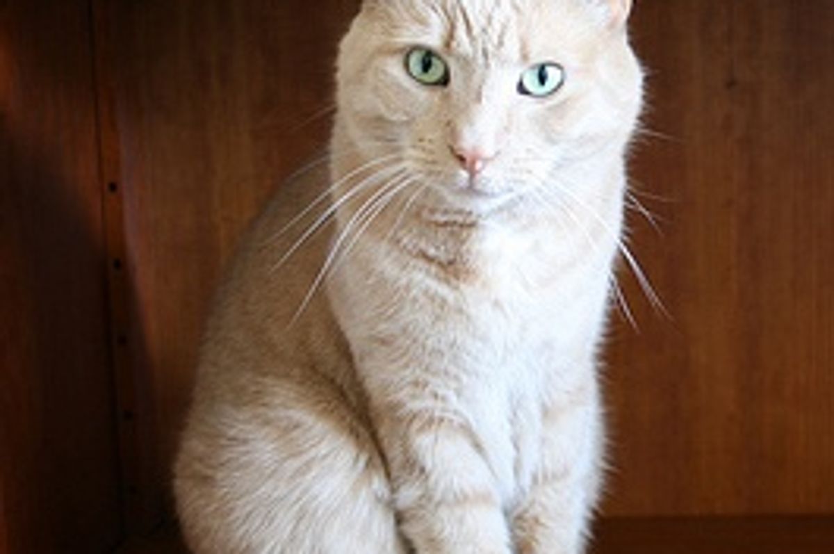 Cat with 6 or 7 Toes, Polydactyl Cat