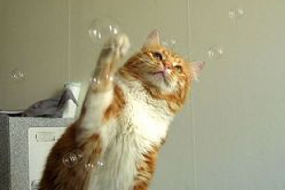 Fun Games For Your Cat