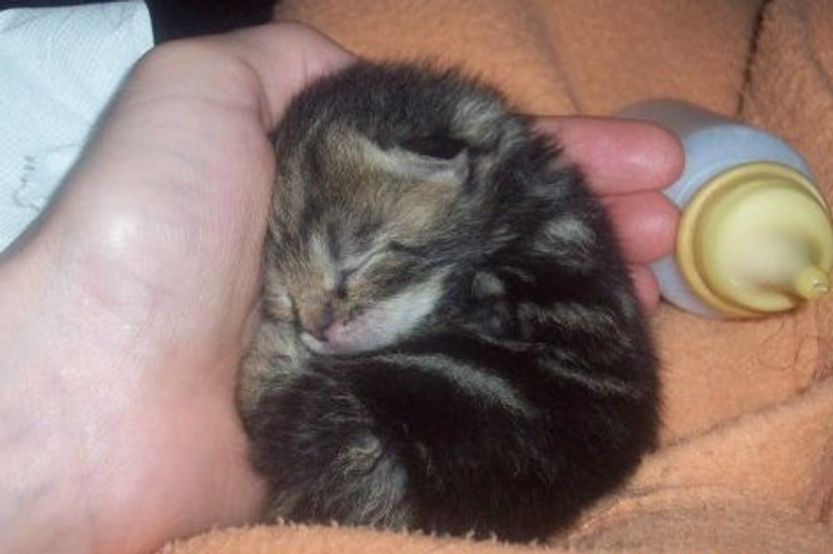 Kitten Picture of the Day