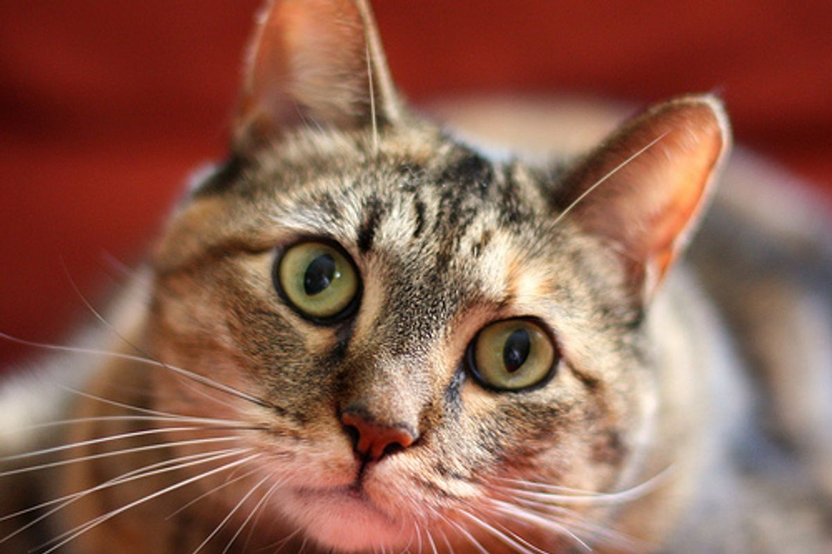 Five Common Cat Ailments