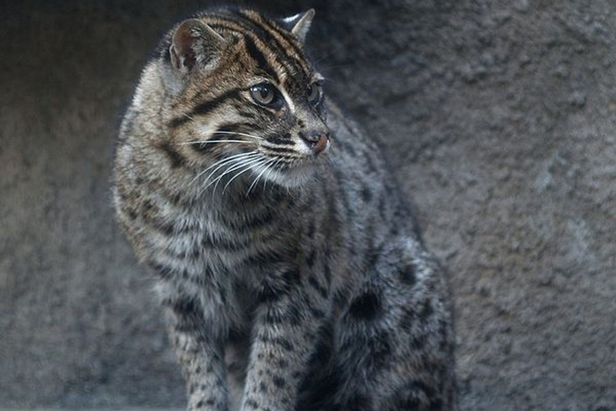 The Fishing Cat