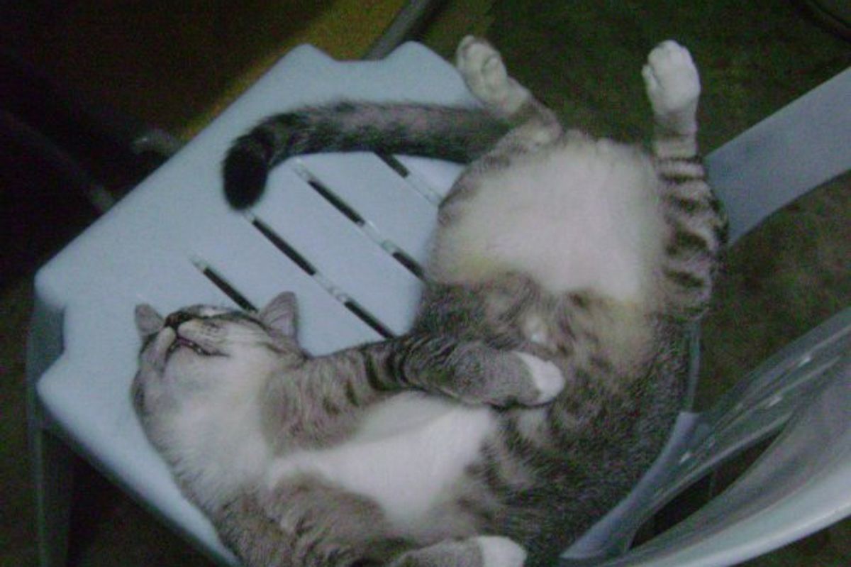 Cat of the Day Photo