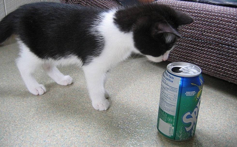 Video: Kitten Running Around Playfully