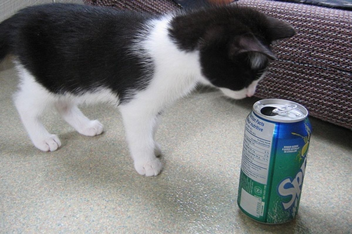 Video: Kitten Running Around Playfully