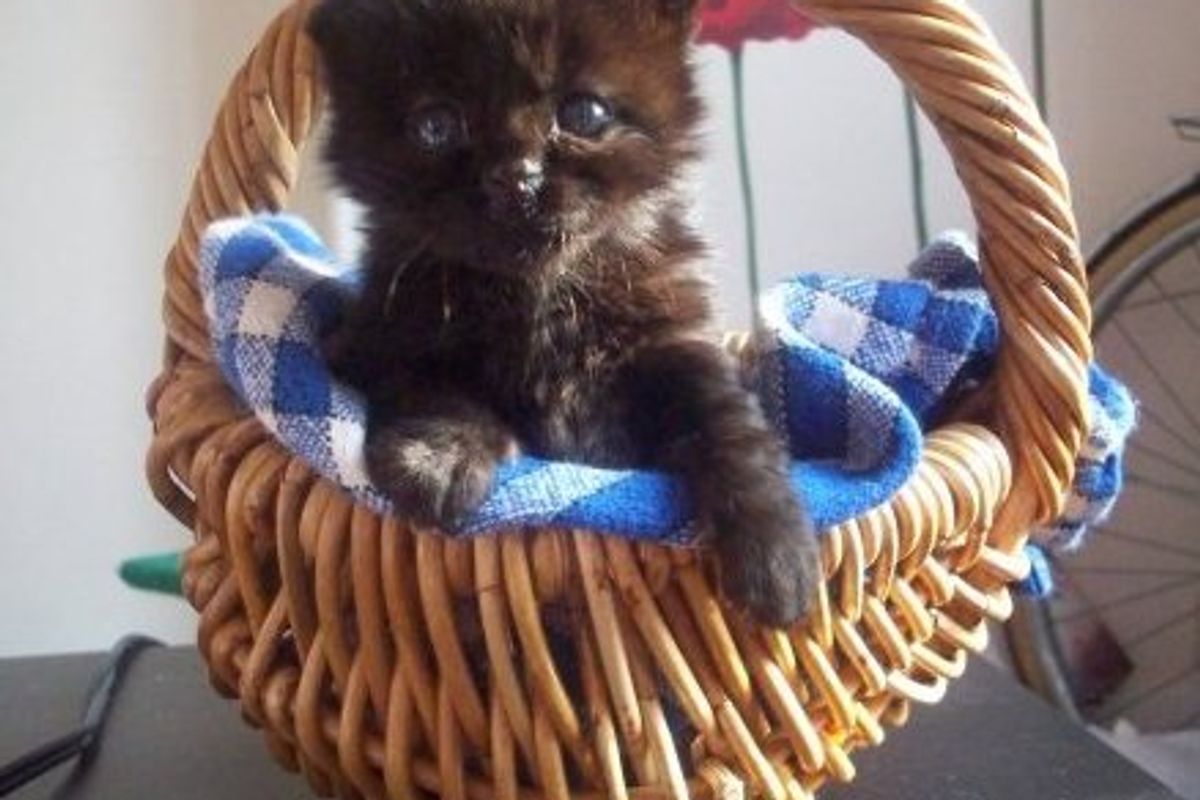 Kitten Photo Of The Day