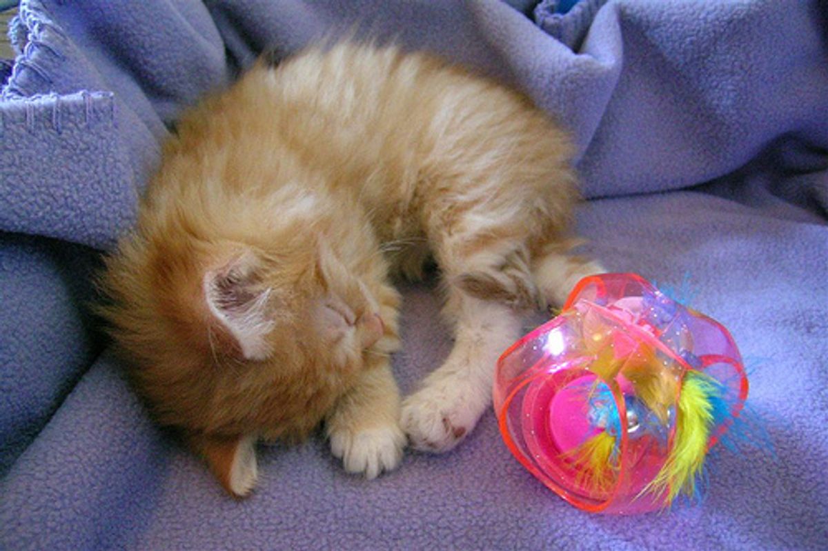 Let the Voting Begin! Cat Sleeping Pose Photo Contest