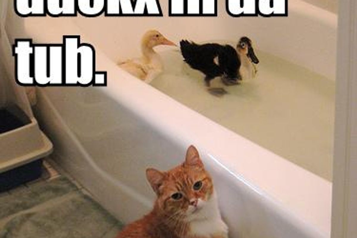 Video: Bengal Kitten Tub Duck Hunt