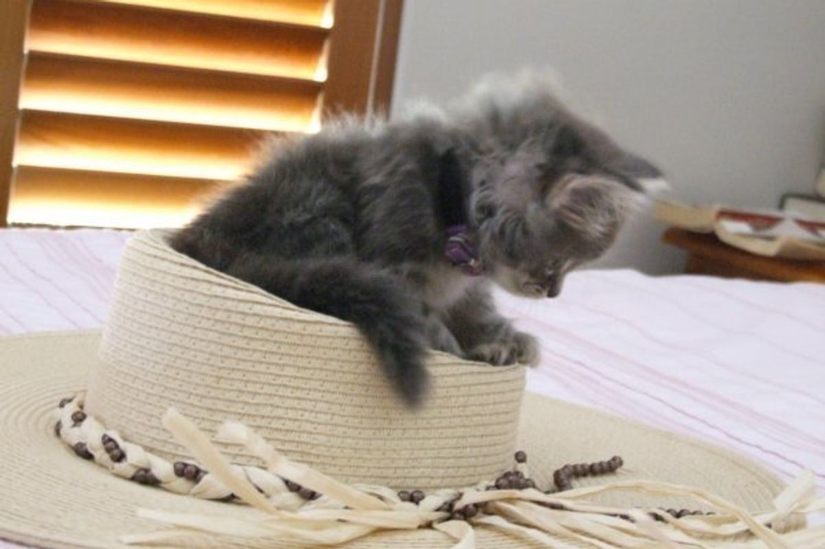 Cutest Cat of the Day
