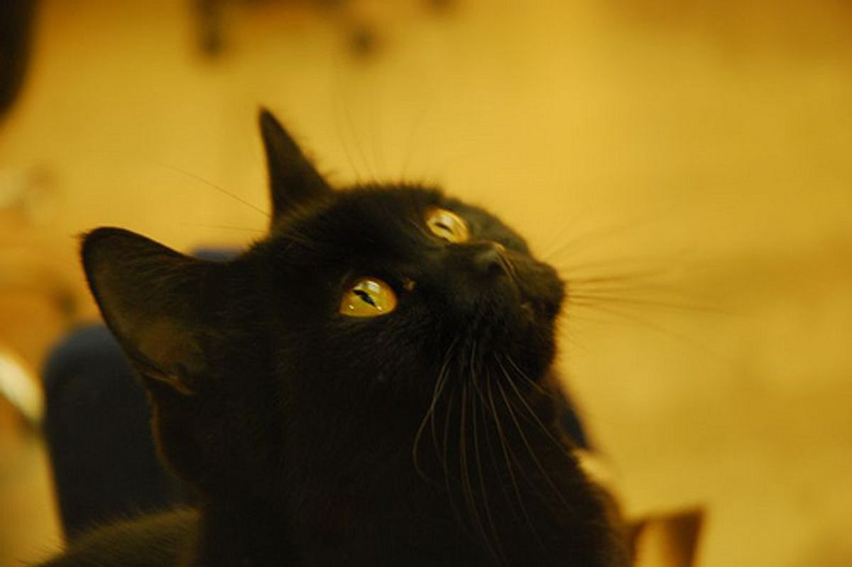 Featured Story: Our First Cat Wambli