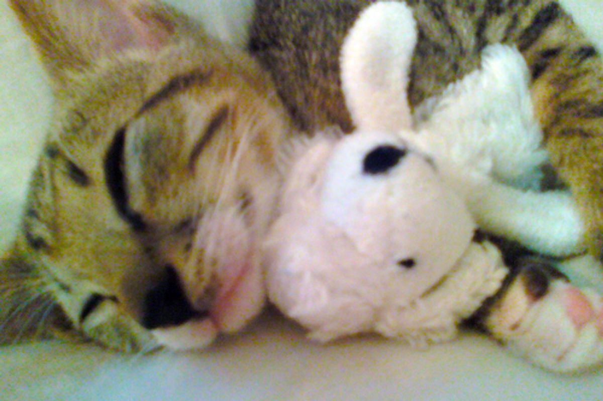 Sleepy Kitty Picture of the Day