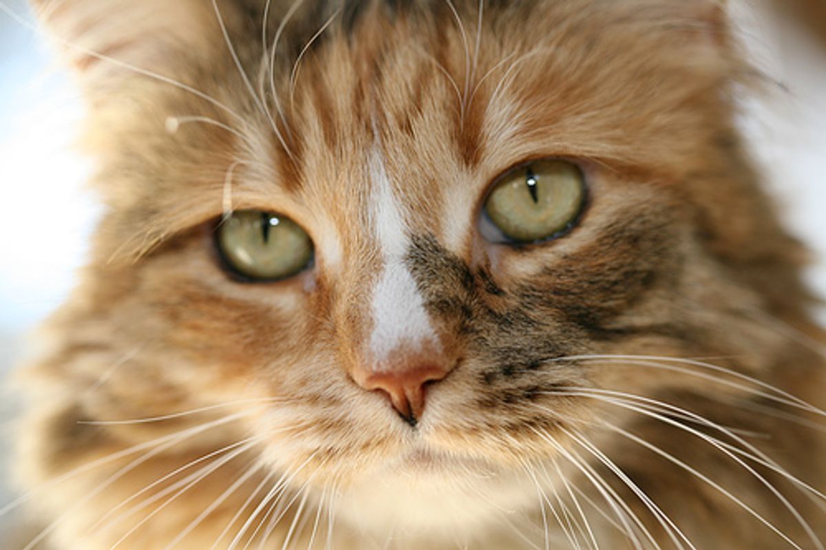 Tips on Grooming Your Cat