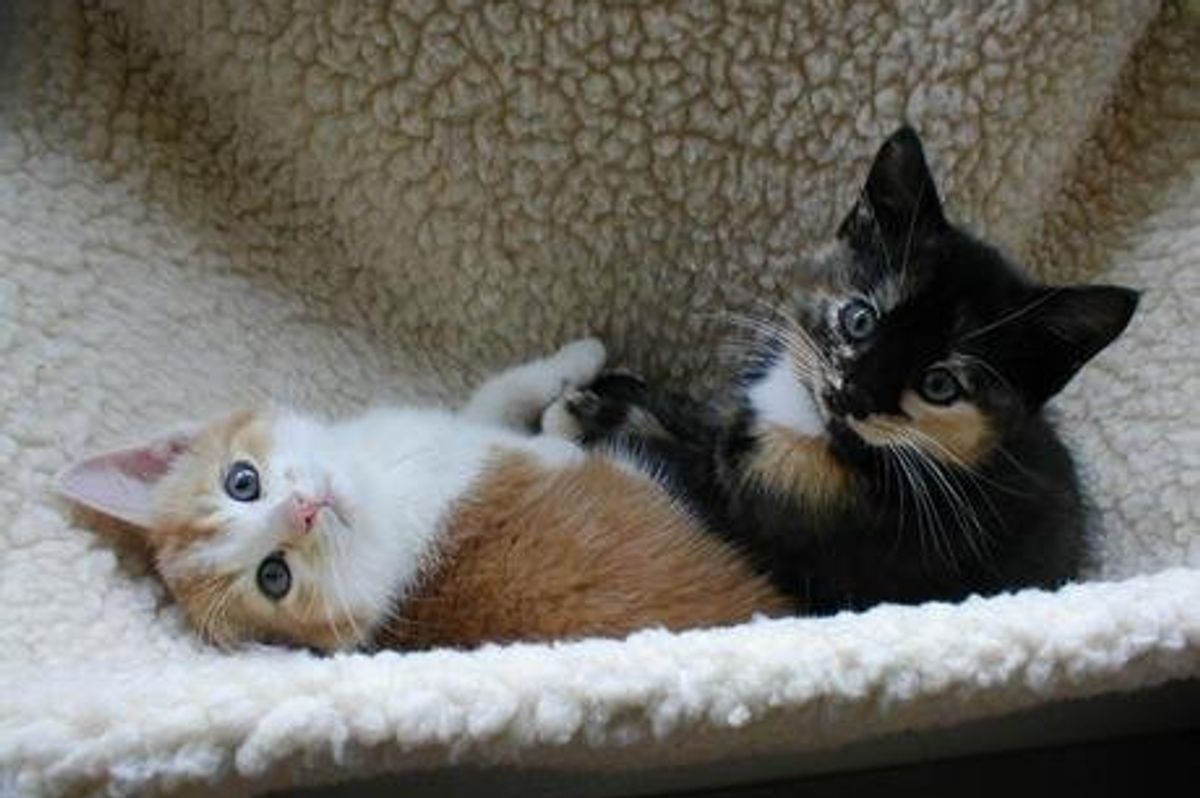 Daily Kitten Picture