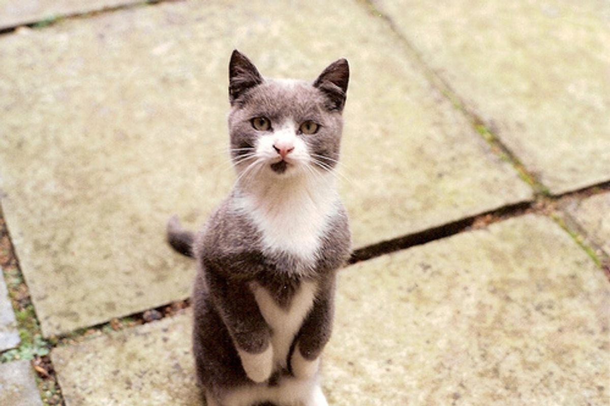 Video: Kitten Begging for Food