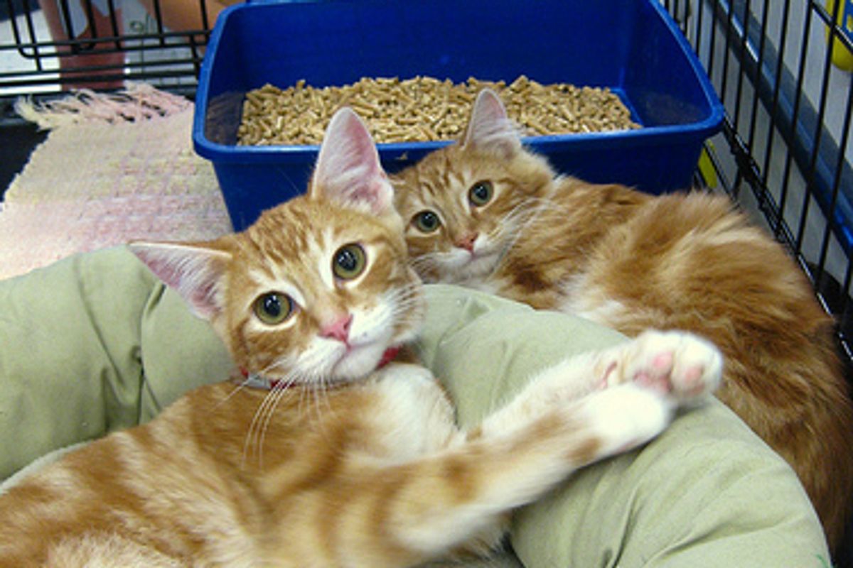 10 Good Reasons to Take in a Shelter Cat